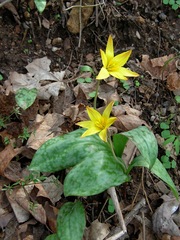 Erythronium rostratum