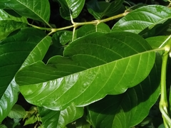 Vangueria madagascariensis
