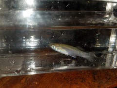 Gambusia rhizophorae