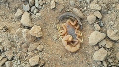 Parabuthus planicauda