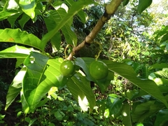 Vangueria madagascariensis