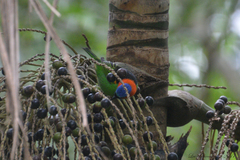 Tangara cyanocephala