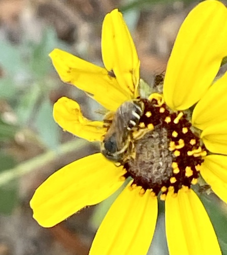 iNaturalist observation photo of Ligated Furrow Bee