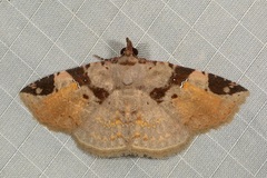 Papuacola albisigillata