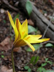 Erythronium rostratum