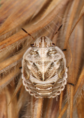 Psacasta tuberculata