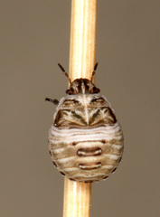 Psacasta tuberculata