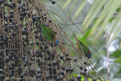 Tangara cyanocephala