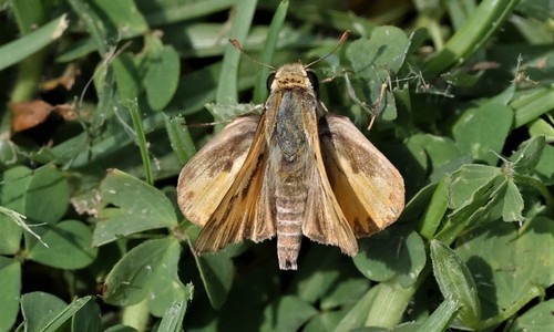 photo of Fiery Skipper (Hylephila phyleus)