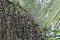 Tangara cyanocephala