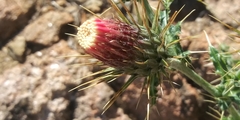 Cirsium arizonicum arizonicum