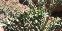 Cirsium arizonicum arizonicum