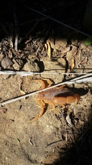 Parabuthus planicauda