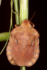 Eurygaster hottentotta