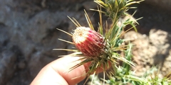 Cirsium arizonicum arizonicum