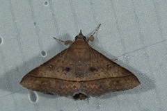 Tochara olivacea