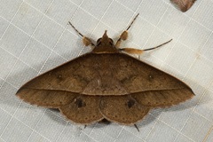 Tochara olivacea