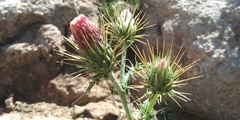 Cirsium arizonicum arizonicum