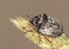 Psacasta tuberculata
