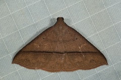 Marapana
