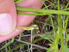 Drosera intermedia