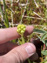 Platanthera blephariglottis blephariglottis