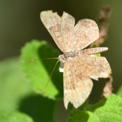 Zabuella tenellus