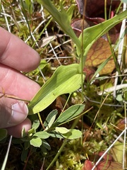Platanthera blephariglottis blephariglottis