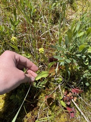 Platanthera blephariglottis blephariglottis