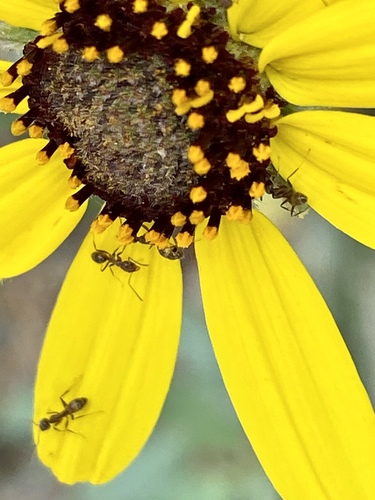 iNaturalist observation photo of Argentine Ant