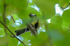 Parus major