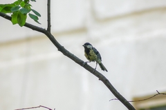 Parus major