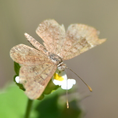 Zabuella tenellus