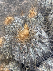 Copiapoa gigantea