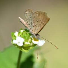 Zabuella tenellus