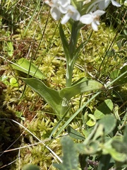 Platanthera blephariglottis blephariglottis