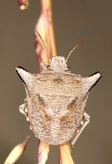 Ventocoris falcatus