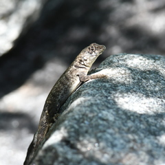 Tropidurus etheridgei