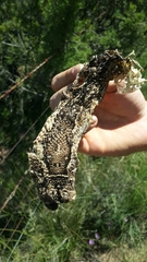 Bitis arietans arietans