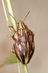 Odontotarsus callosus