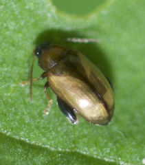 Psylliodes affinis