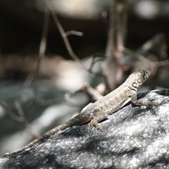 Tropidurus etheridgei