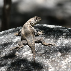 Tropidurus etheridgei