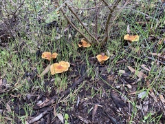 Cortinarius ochraceofulvus