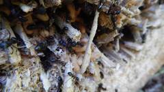 Camponotus herculeanus