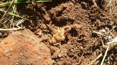 Uroplectes triangulifer