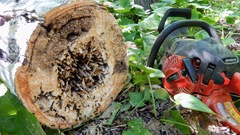 Camponotus herculeanus