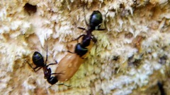 Camponotus herculeanus