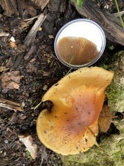 Cortinarius ochraceofulvus