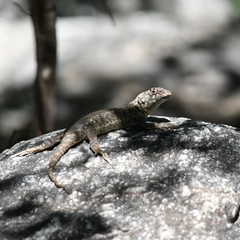 Tropidurus etheridgei